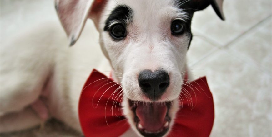 CHICO Curso Cachorros